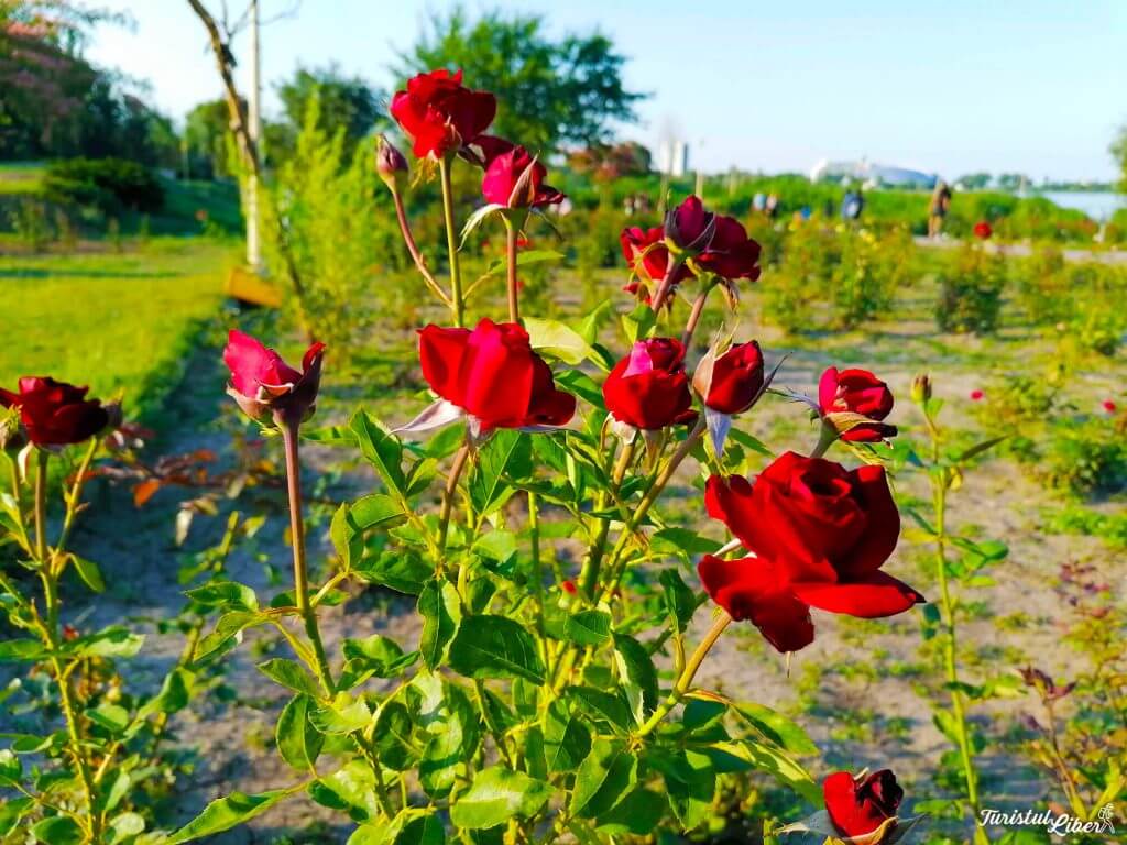 trandafiri in parcul tabacariei